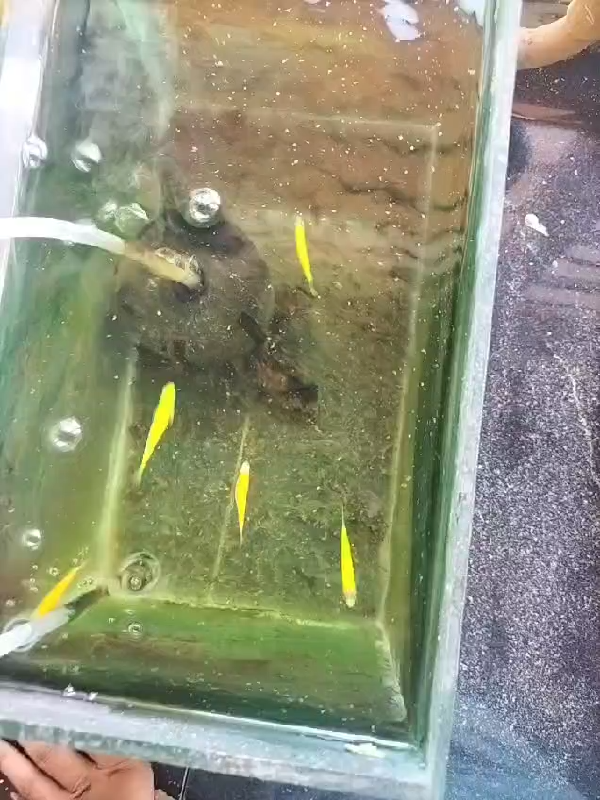 Tank Tales: Setting Up Fish Tanks for Learning at Living Academy