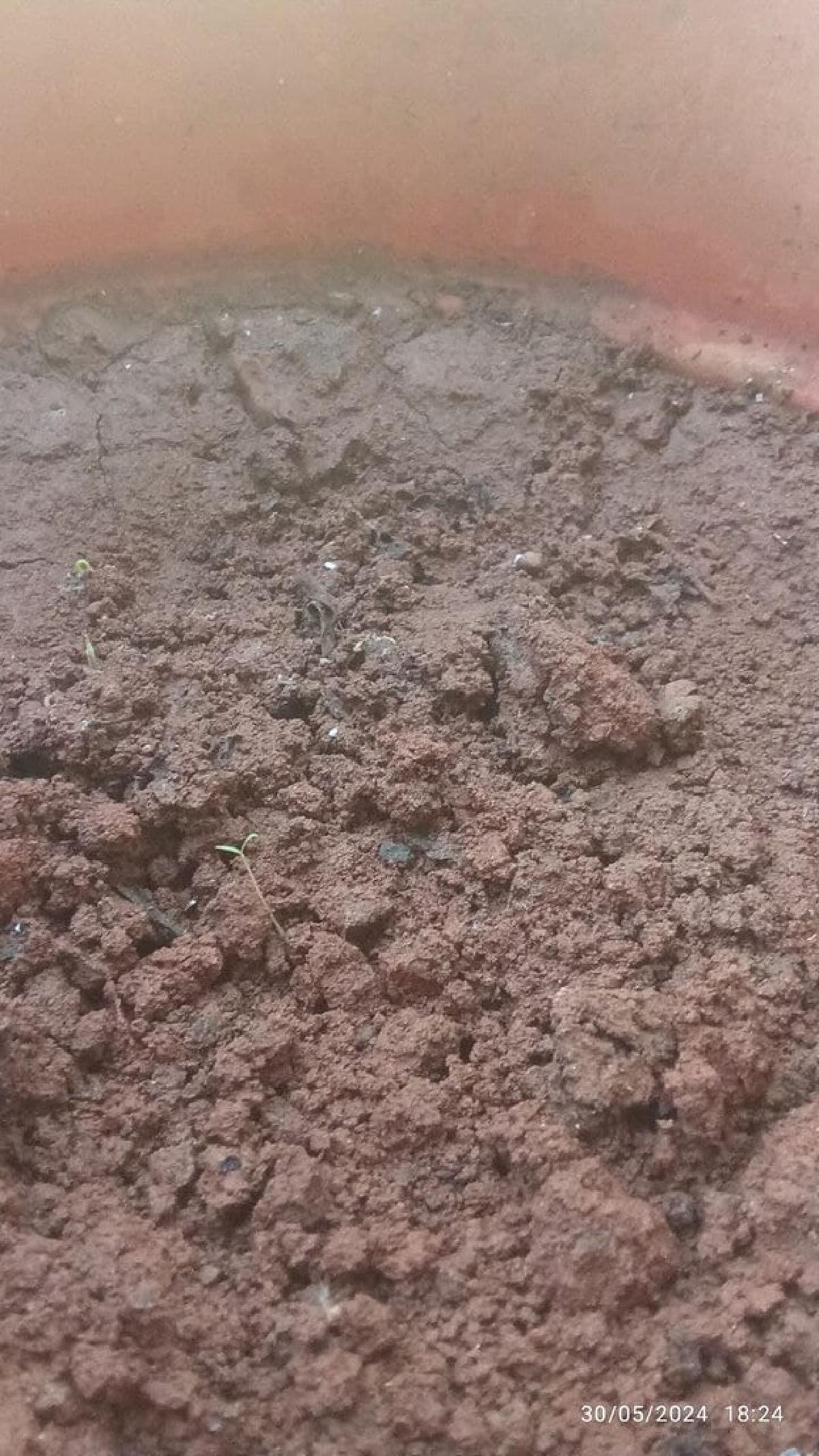 The Home Garden