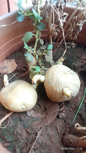 The Home Garden