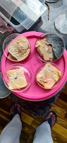 Exploring Microbiology: Petri Dish Diaries