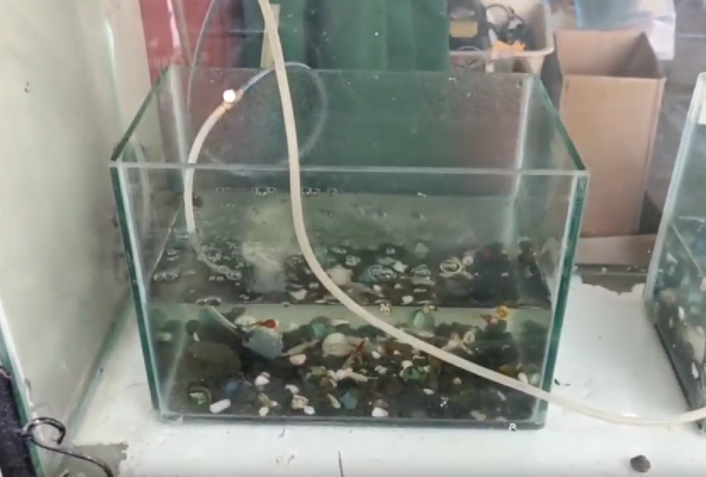 Tank Tales: Setting Up Fish Tanks for Learning at Living Academy