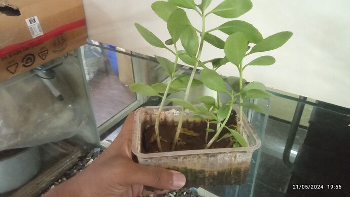 Terrarium Project